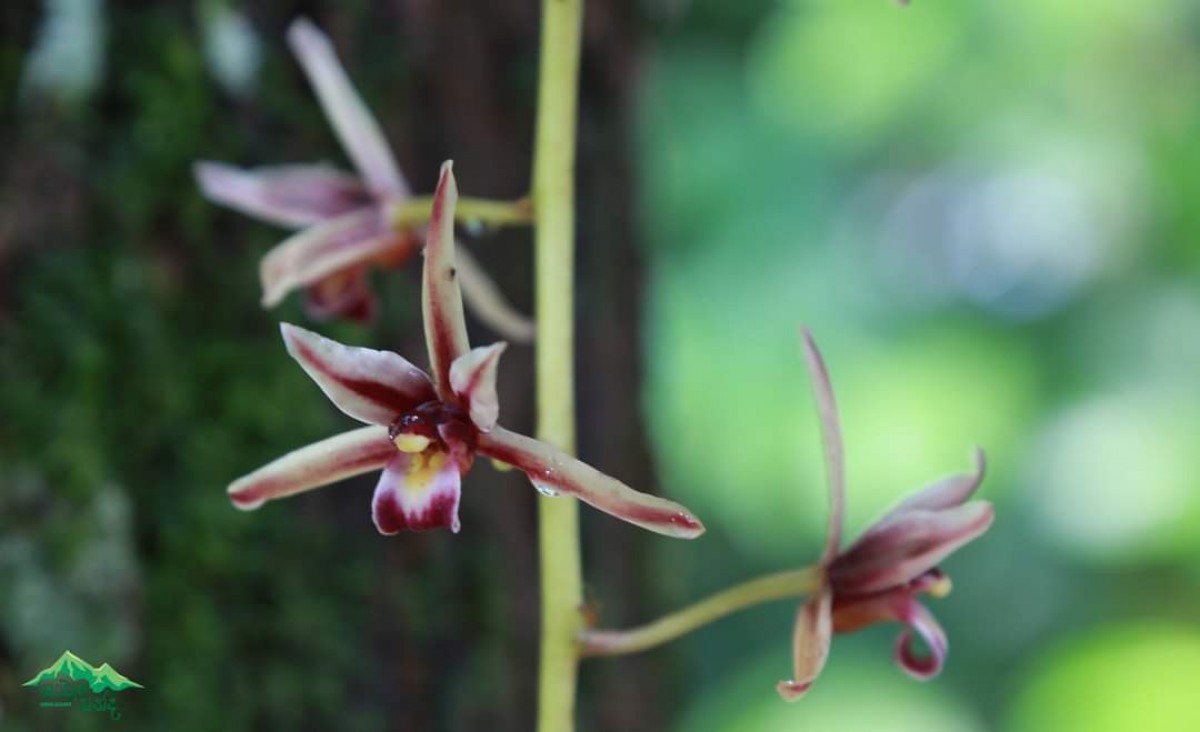 Cymbidium aloifolium (L.) Sw.